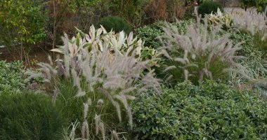 Bahçedeki güzel bitki