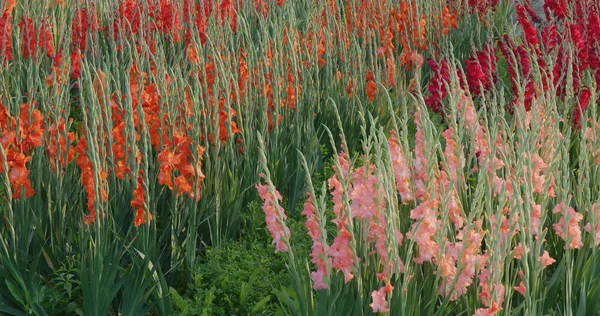 Fazenda Flores Gladiolus Vermelho Com Luz Solar — Fotografia de Stock