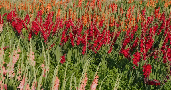 Red Gladiolus Flower Farm Sunlight — Stock Photo, Image