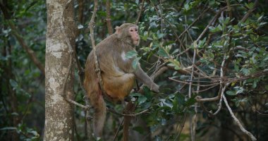 Vahşi maymun ağaçta oturuyor. 