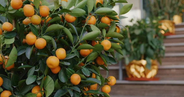 北京オレンジは幸せな中国の新年のために木の上で成長します — ストック写真