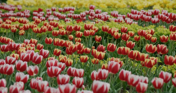 Jardín Flores Tulipán Rojo Amarillo — Foto de Stock