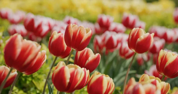 Red Yellow Tulip Flower Garden Park — Stock Photo, Image