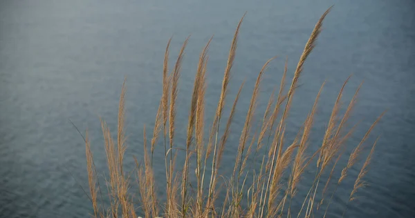 Caña Hierba Orilla Del Mar — Foto de Stock