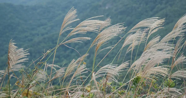 Gyönyörű Szilánk Hegyen — Stock Fotó