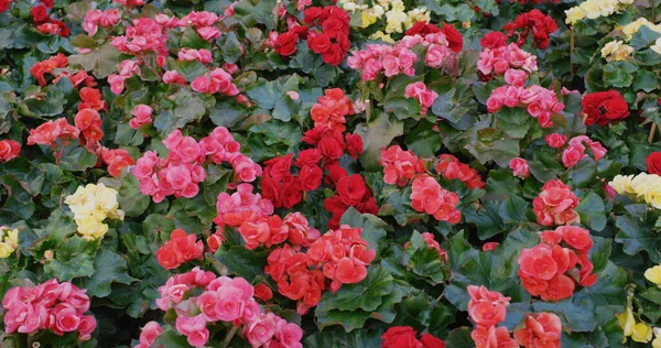 Färgglada Ros Begonia Trädgården — Stockfoto