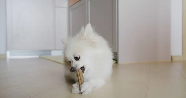 Anjing Pomeranian Kunyah Memperlakukan Untuk Gigi Bersih Dan Gusi Yang — Stok Foto