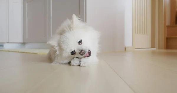 Pomeranian Perro Masticar Tratar Para Los Dientes Limpios Encías Saludables — Foto de Stock