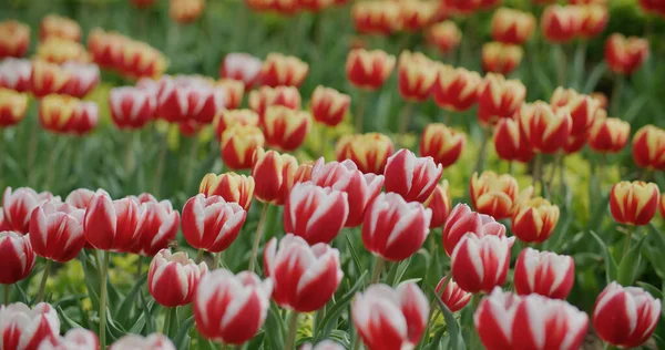 Red Yellow Tulip Flower Garden — Stock Photo, Image
