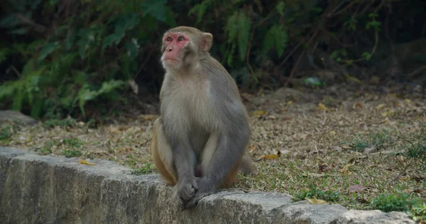 Άγρια Μαϊμού Κάθεται Στο Έδαφος — Φωτογραφία Αρχείου