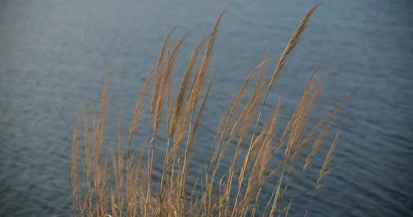 Reed Grass Seaside — Stock Photo, Image