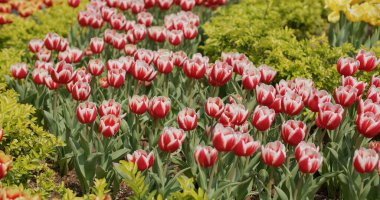 Kırmızı ve sarı lale çiçeği bahçesi parkı