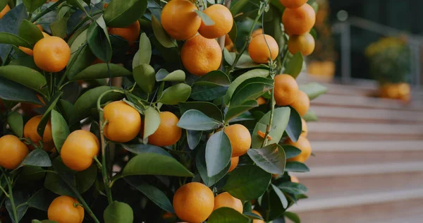 Mandarijn Sinaasappels Groeien Boom Voor Een Gelukkig Chinees Nieuwjaar — Stockfoto