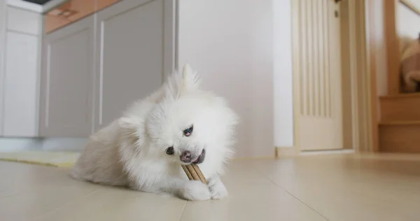 Pommerska Hund Tugga Behandla För Rena Tänder Och Friska Tandkött — Stockfoto