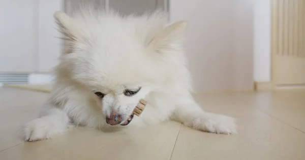 Pomerania Cane Masticare Trattare Denti Puliti Gengive Sane — Foto Stock