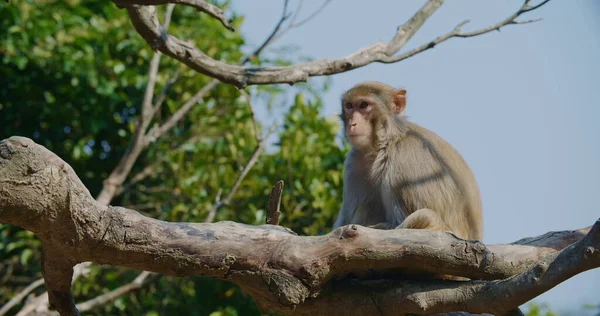 Macaco Selvagem Procurar Comida — Fotografia de Stock