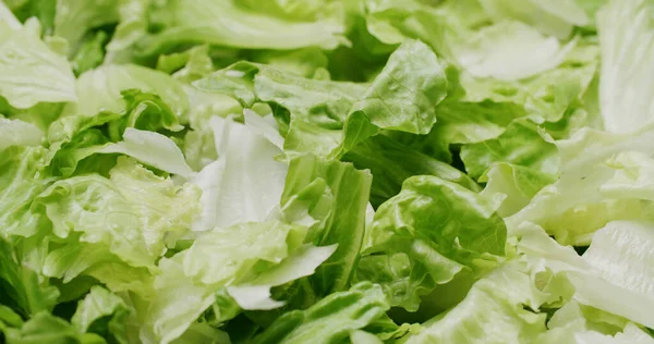 Fresh Raw Green Lettuce Salad — Stock Photo, Image