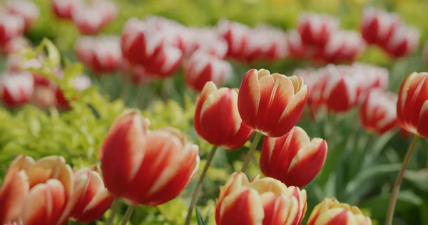 Czerwony Żółty Tulipan Kwiat Ogród — Zdjęcie stockowe