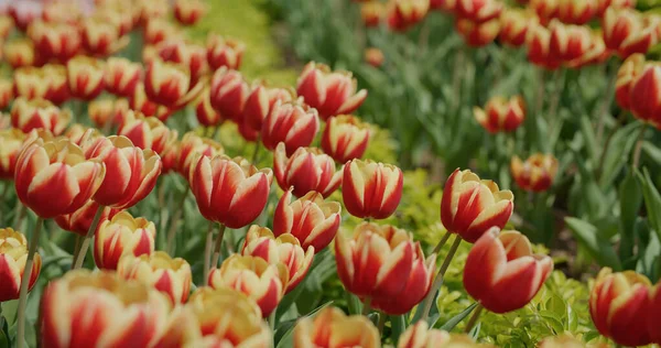 Czerwony Żółty Tulipan Kwiat Ogród — Zdjęcie stockowe