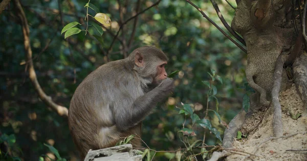 Monyet Liar Makan Buah Gunung — Stok Foto