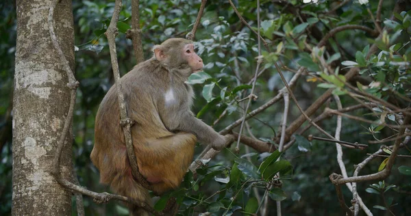 Wild Monkey Forest — Stock Photo, Image