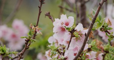 Pembe sakura çiçeği, kiraz çiçeği.