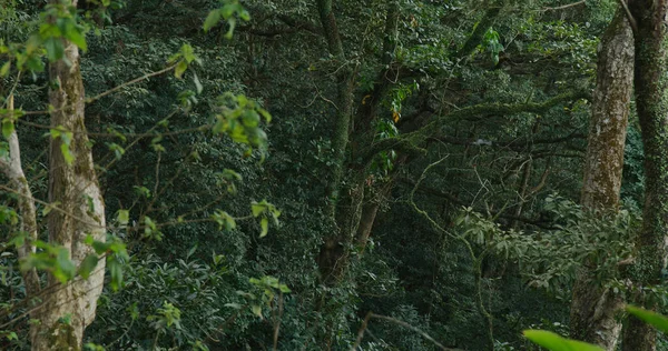 Dağdaki Yeşil Orman — Stok fotoğraf