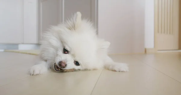 Pomeranian Cão Mastigação Deleite Para Dentes Limpos Gengivas Saudáveis — Fotografia de Stock