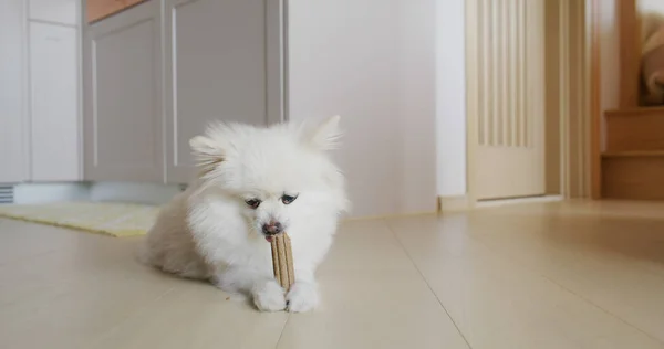 Pomeranian Cão Mastigação Deleite Para Dentes Limpos Gengivas Saudáveis — Fotografia de Stock