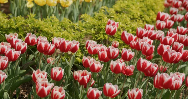 Czerwony Żółty Tulipan Kwiat Ogród Park — Zdjęcie stockowe