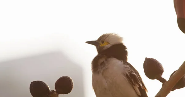 Svart Krage Starling Fågel Hongkong — Stockfoto