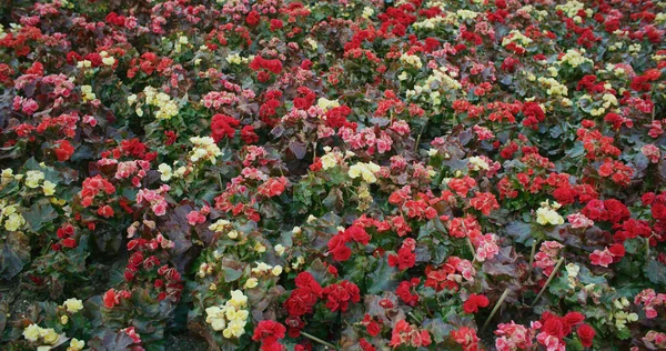 Kolorowe Różane Begonia Ogrodzie — Zdjęcie stockowe