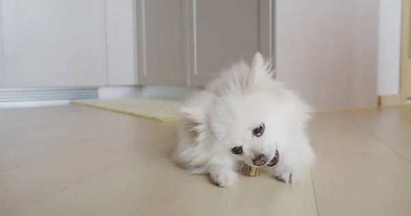 Anjing Pomeranian Kunyah Memperlakukan Untuk Gigi Bersih Dan Gusi Yang — Stok Foto