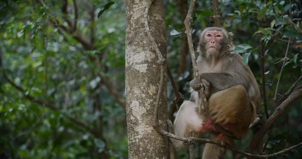 Macaco Selvagem Floresta — Fotografia de Stock