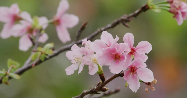 Roze Sakura Bloem Kersenbloesem — Stockfoto