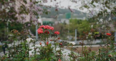 Bahçede kırmızı gül