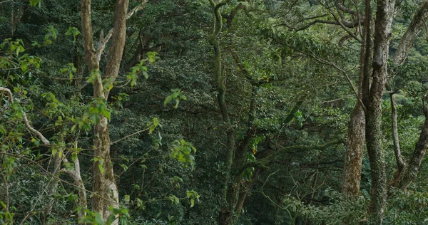 Bosco Verde Sulla Montagna — Foto Stock