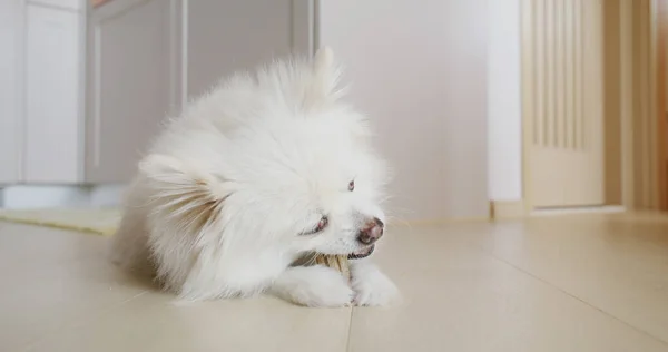 Pomeranian Hond Kauwen Traktatie Voor Schone Tanden Gezond Tandvlees — Stockfoto