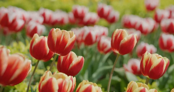 Red Yellow Tulip Flower Garden — Stock Photo, Image