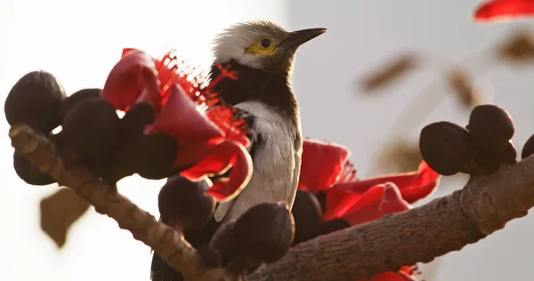 Svart Krage Starling Fågel Hongkong — Stockfoto