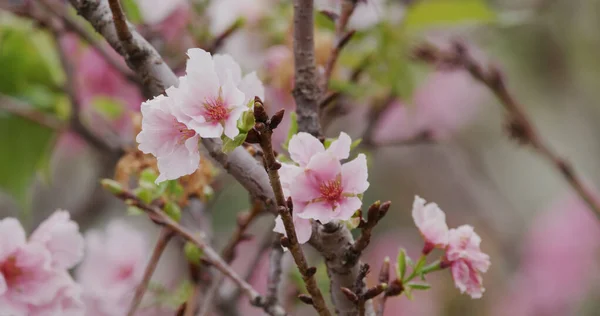 Roze Sakura Bloem Kersenbloesem — Stockfoto