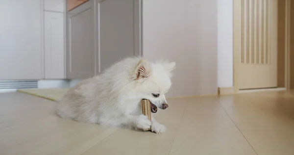 Pomeranian Perro Masticar Tratar Para Los Dientes Limpios Encías Saludables — Foto de Stock