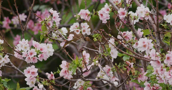 ピンクの桜 — ストック写真