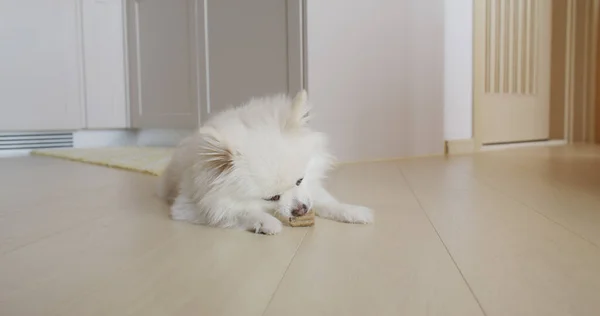 Pomeranian Cão Mastigação Deleite Para Dentes Limpos Gengivas Saudáveis — Fotografia de Stock