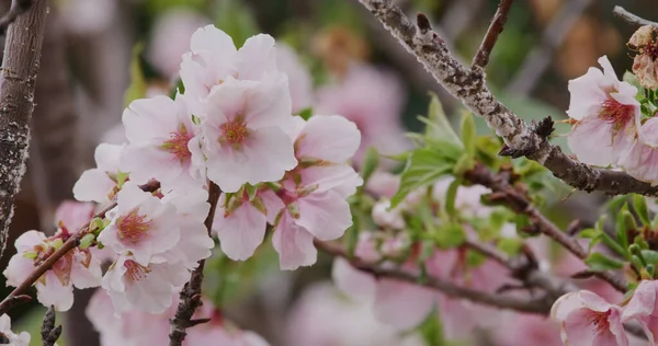 Roze Sakura Bloem Kersenbloesem — Stockfoto