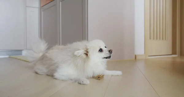 Pomeranian Perro Masticar Tratar Para Los Dientes Limpios Encías Saludables — Foto de Stock