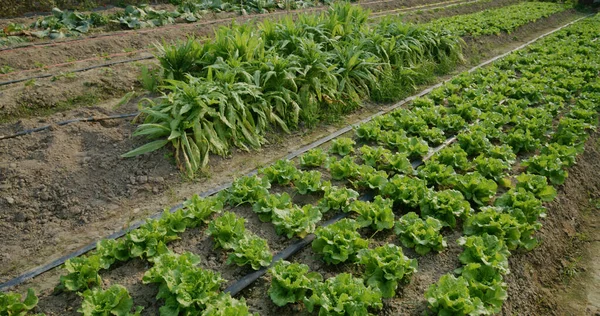 Cultivo Plantas Alface Folhas Verdes Explorações Agrícolas Biológicas — Fotografia de Stock