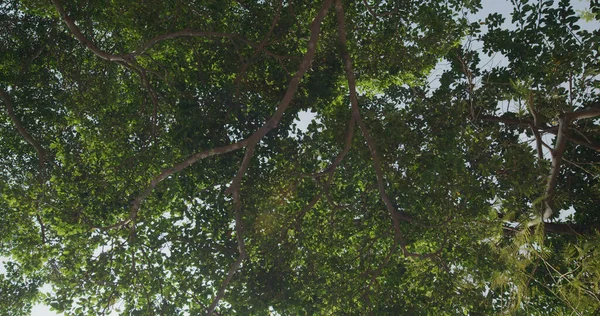 低い角度の木を見る — ストック写真