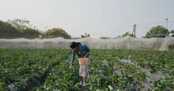 Vrouw Plukken Aardbei Boerderij — Stockfoto