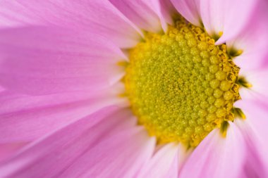 Pembe papatya çiçeği. Yaklaş.